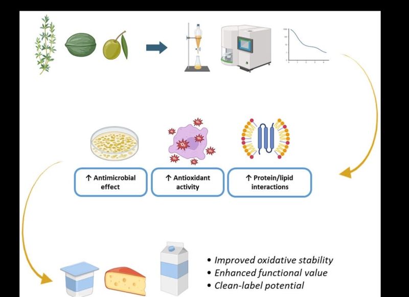 Olive Leaf🌱, Thyme🌿 and Green Walnut Husk Extracts as Functional Ingredients in Dairy🥛 Products: A Review